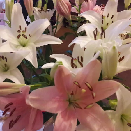 דירה T1bis Duplex Hyper Centre Historique De Bx *